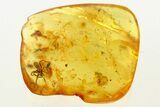 Detailed Fossil Spider and Beetles in Baltic Amber #272682-1